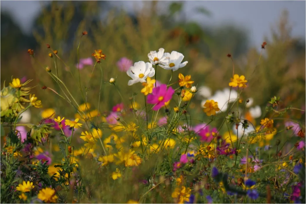 Detail Wiesenblumen Wildblumen Sommer Bunt Number 6