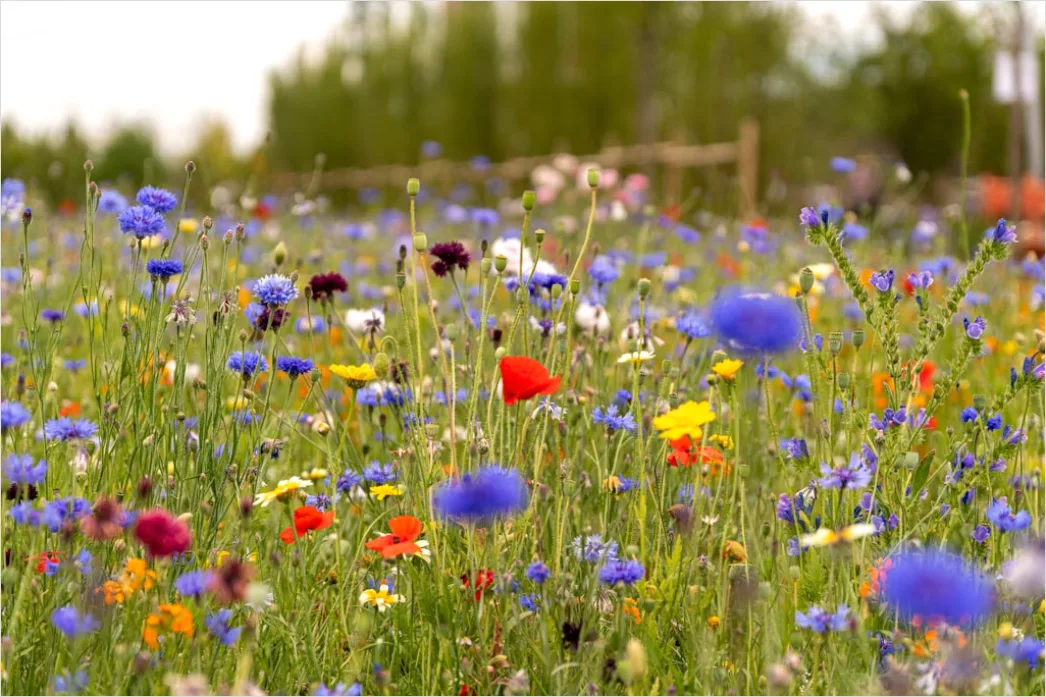 Detail Wiesenblumen Wildblumen Sommer Bunt Number 7