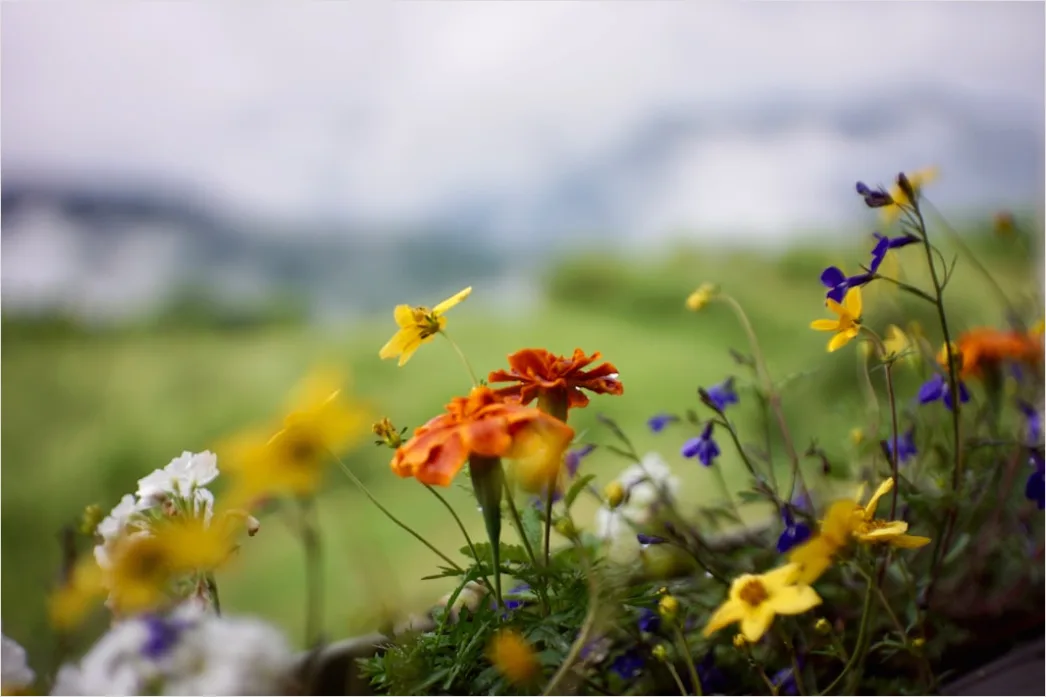 Detail Wiesenblumen Wildblumen Sommer Bunt Number 8