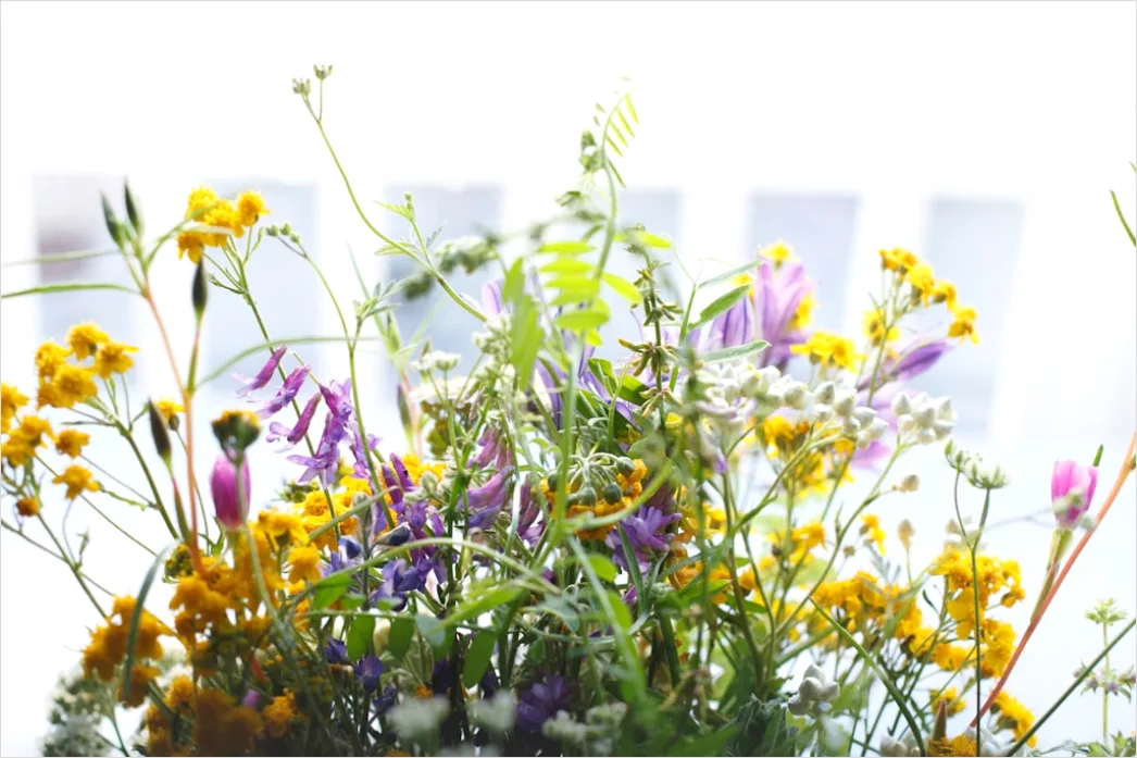 Detail Wiesenblumen Wildblumen Sommer Bunt Number 9