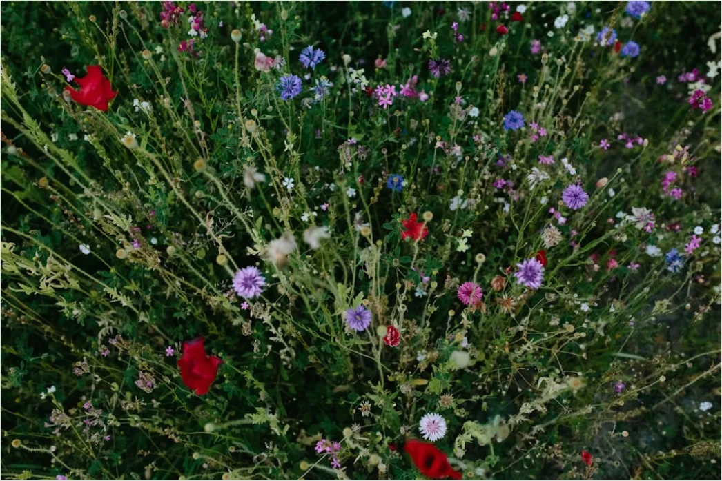 Detail Wiesenblumen Wildblumen Sommer Bunt Number 10