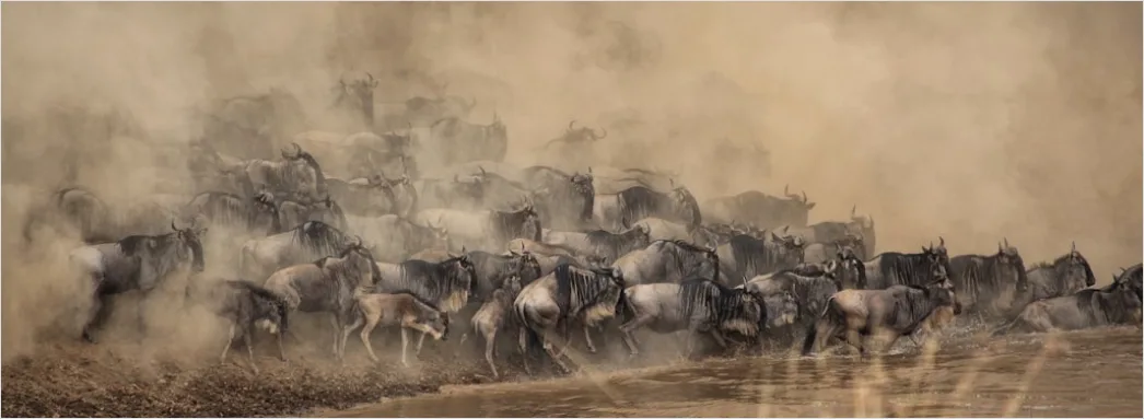 Detail Wildpferde Steppe Freiheit Dramatisch Number 11