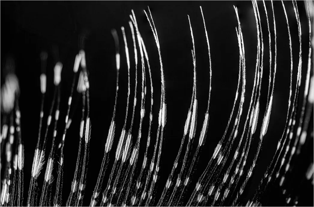 Detail Wimpern Makro Nahaufnahme Mascara Detail Number 3