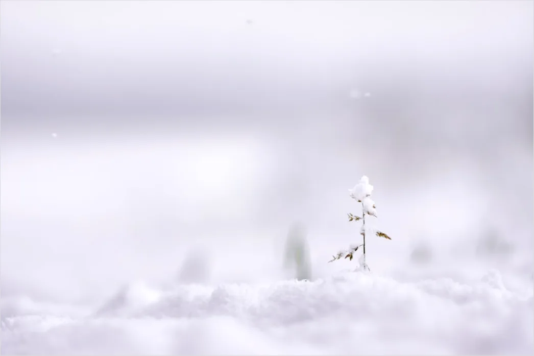 Detail Winter Schnee Stille Landschaft Minimalistisch Number 11