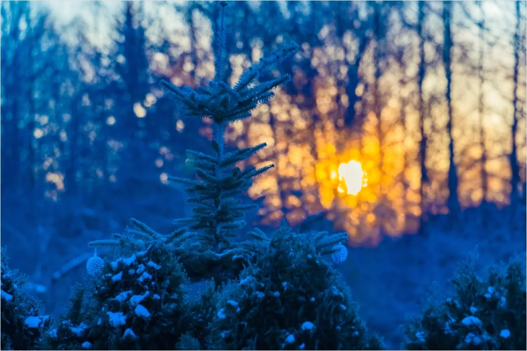 Detail Winter Sonnenuntergang Schnee Golden Number 10