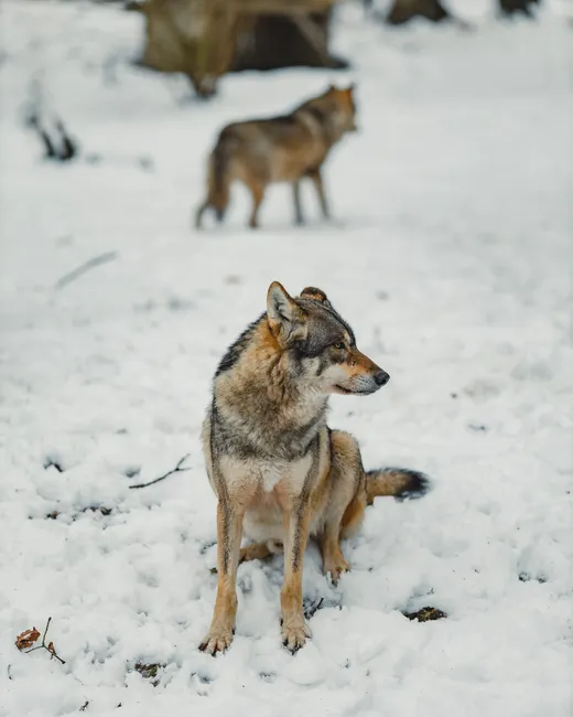 Detail Wolf Wald Winter Schnee Dramatisch Number 2