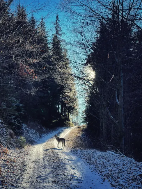 Detail Wolf Wald Winter Schnee Dramatisch Number 11