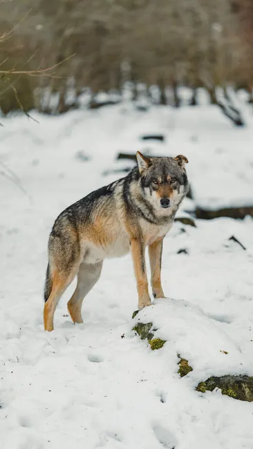 Detail Wolf Wald Winter Schnee Dramatisch Number 12