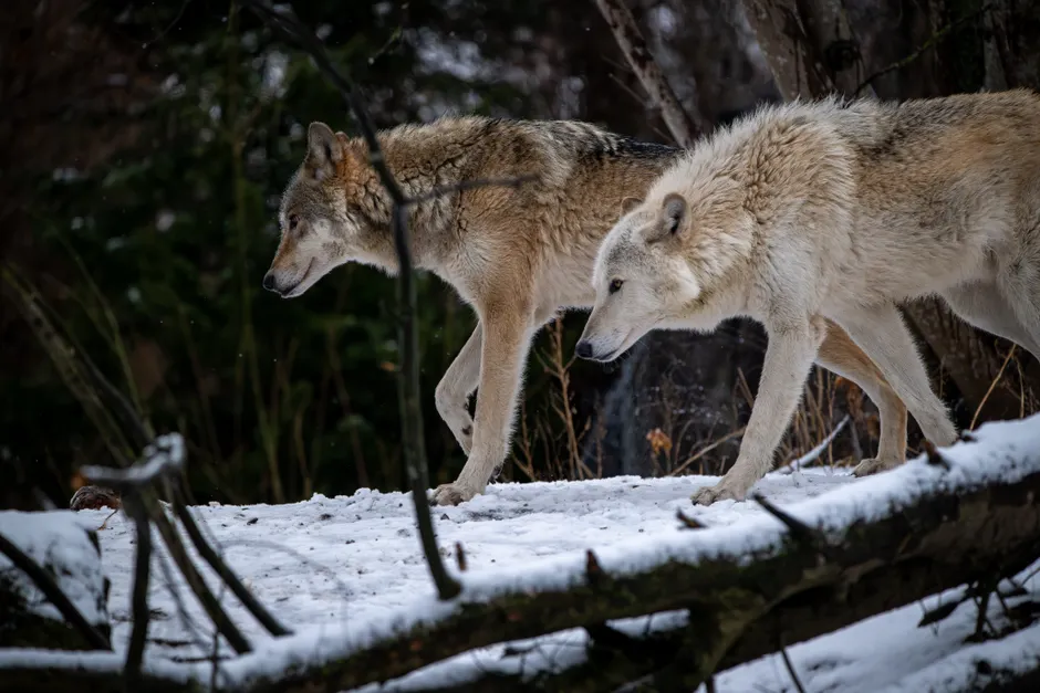 Detail Wolf Wald Winter Schnee Dramatisch Number 13