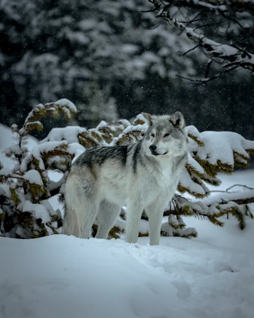 Detail Wolf Wald Winter Schnee Dramatisch Number 14
