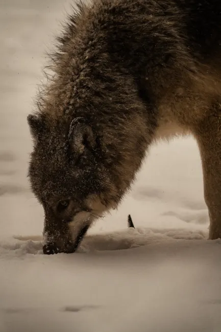 Detail Wolf Wald Winter Schnee Dramatisch Number 16