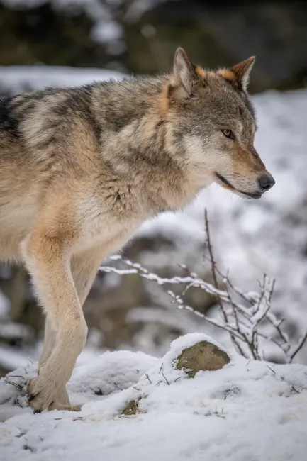 Detail Wolf Wald Winter Schnee Dramatisch Number 17