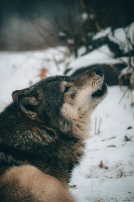 Detail Wolf Wald Winter Schnee Dramatisch Number 18