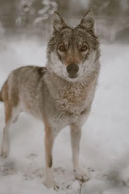 Detail Wolf Wald Winter Schnee Dramatisch Number 19