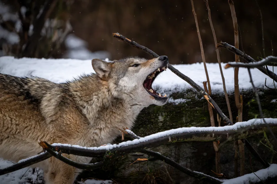 Detail Wolf Wald Winter Schnee Dramatisch Number 20