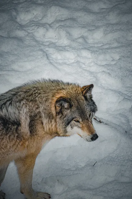 Detail Wolf Wald Winter Schnee Dramatisch Number 3