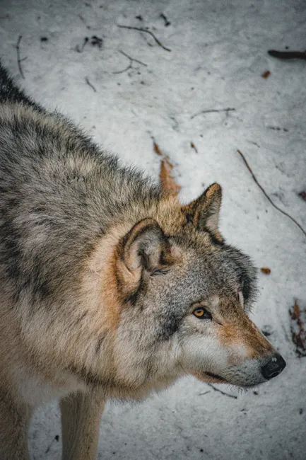 Detail Wolf Wald Winter Schnee Dramatisch Number 4