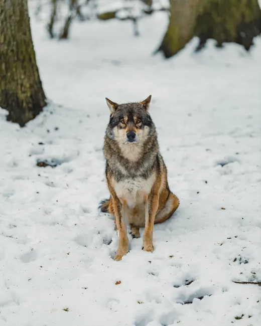 Detail Wolf Wald Winter Schnee Dramatisch Number 5