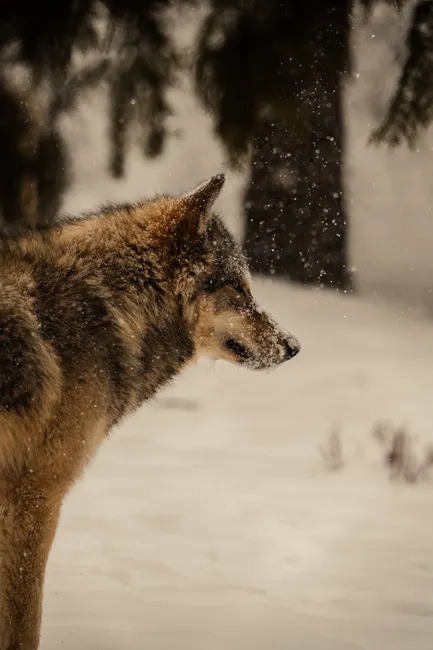 Detail Wolf Wald Winter Schnee Dramatisch Number 7