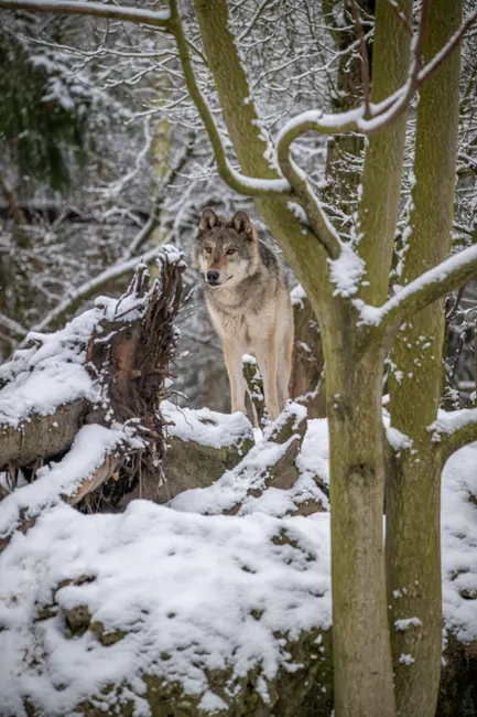 Detail Wolf Wald Winter Schnee Dramatisch Number 8