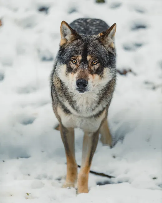 Detail Wolf Wald Winter Schnee Dramatisch Number 9