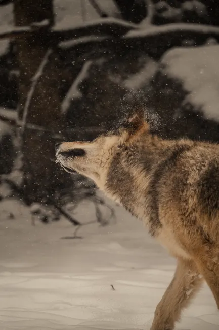 Detail Wolf Wald Winter Schnee Dramatisch Number 10