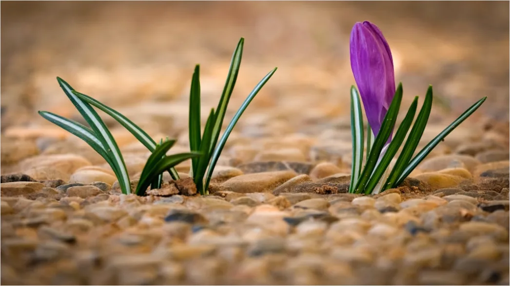 Wueste Bluete Fruehling Bunt Ueberraschung 8444