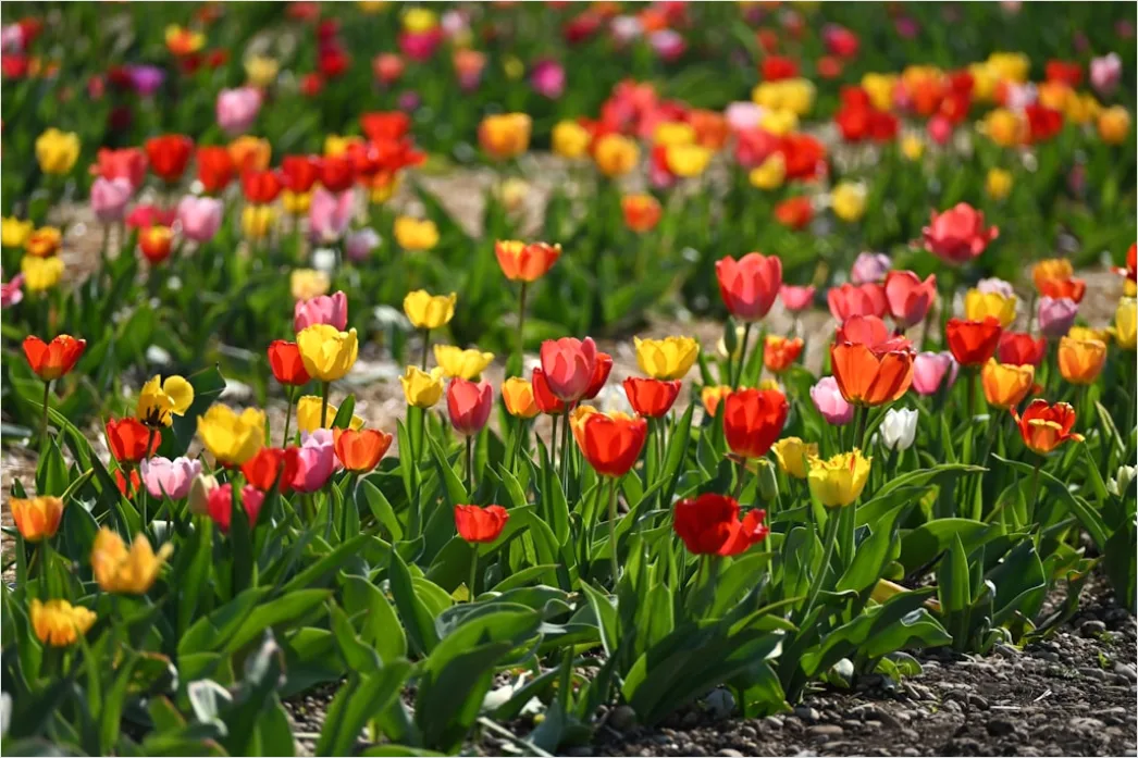 Detail Wüste Blüte Frühling Bunt überraschung Number 11