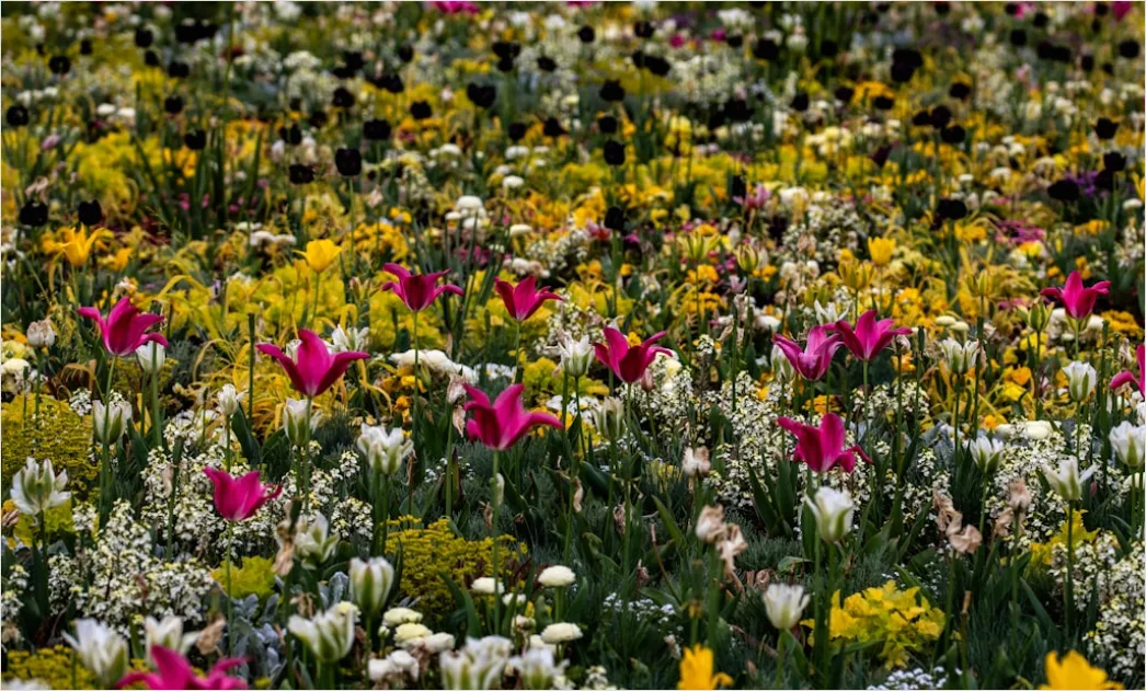 Detail Wüste Blüte Frühling Bunt überraschung Number 4