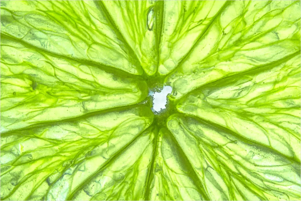 Detail Zitrone Scheibe Makro Nahaufnahme Saft Number 2
