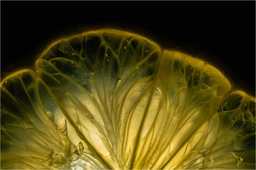 Detail Zitrone Scheibe Makro Nahaufnahme Saft Number 19