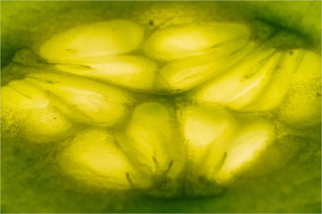 Detail Zitrone Scheibe Makro Nahaufnahme Saft Number 5