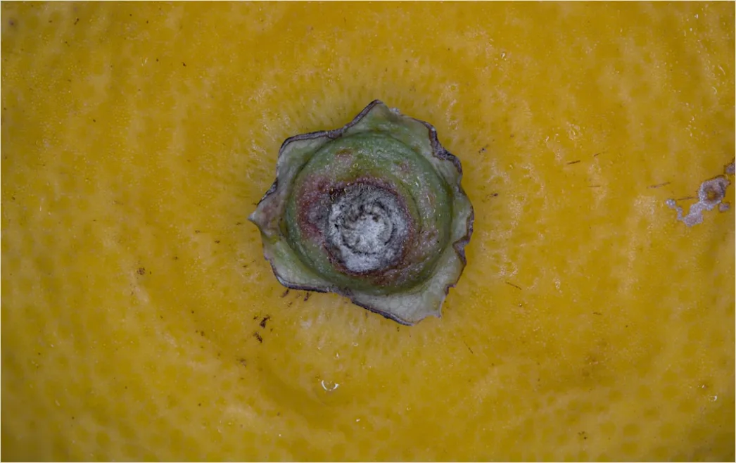 Detail Zitrone Scheibe Makro Nahaufnahme Saft Number 8