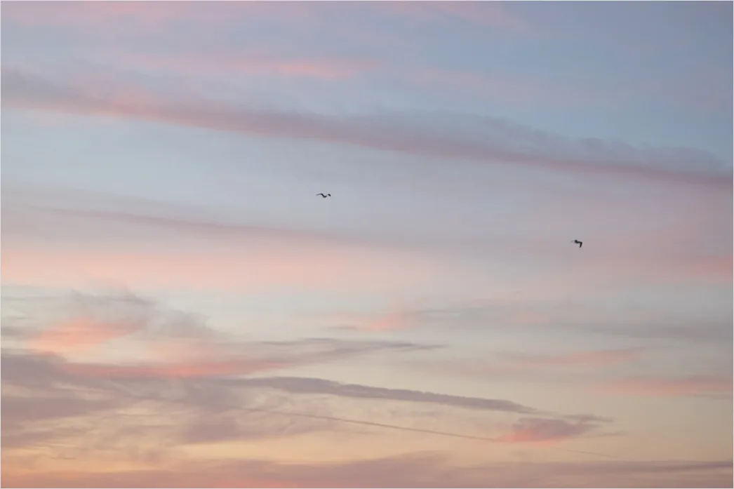 Zugvoegel Formation Himmel Sonnenuntergang F0a1