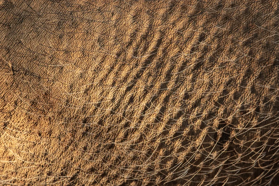 Detail Bartstoppeln Makro Nahaufnahme Textur Number 20