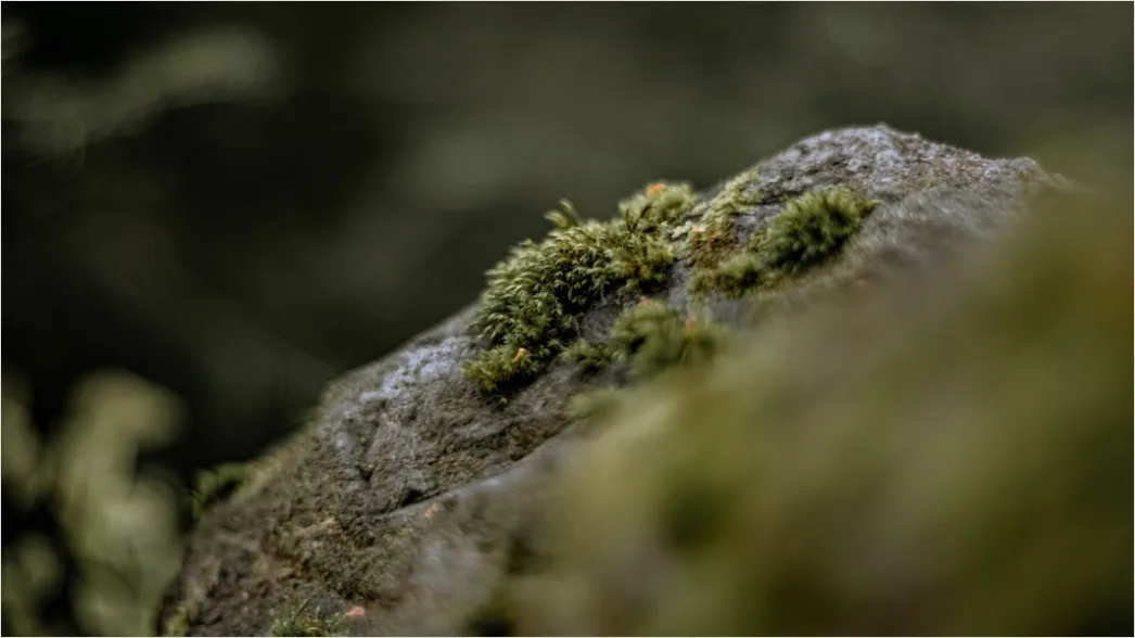 Detail Felsen Moos Makro Nahaufnahme Natur Number 2