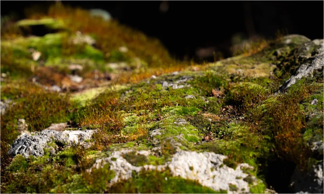 Detail Felsen Moos Makro Nahaufnahme Natur Number 11