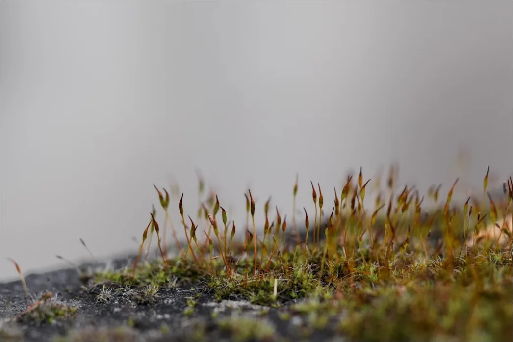 Detail Felsen Moos Makro Nahaufnahme Natur Number 12