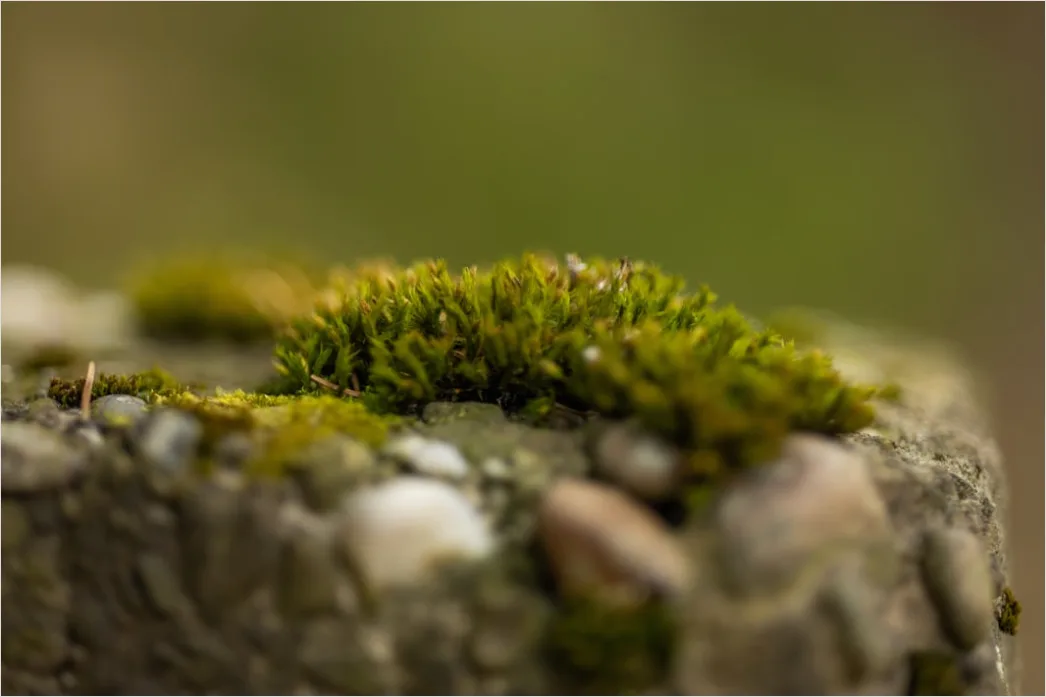Detail Felsen Moos Makro Nahaufnahme Natur Number 14