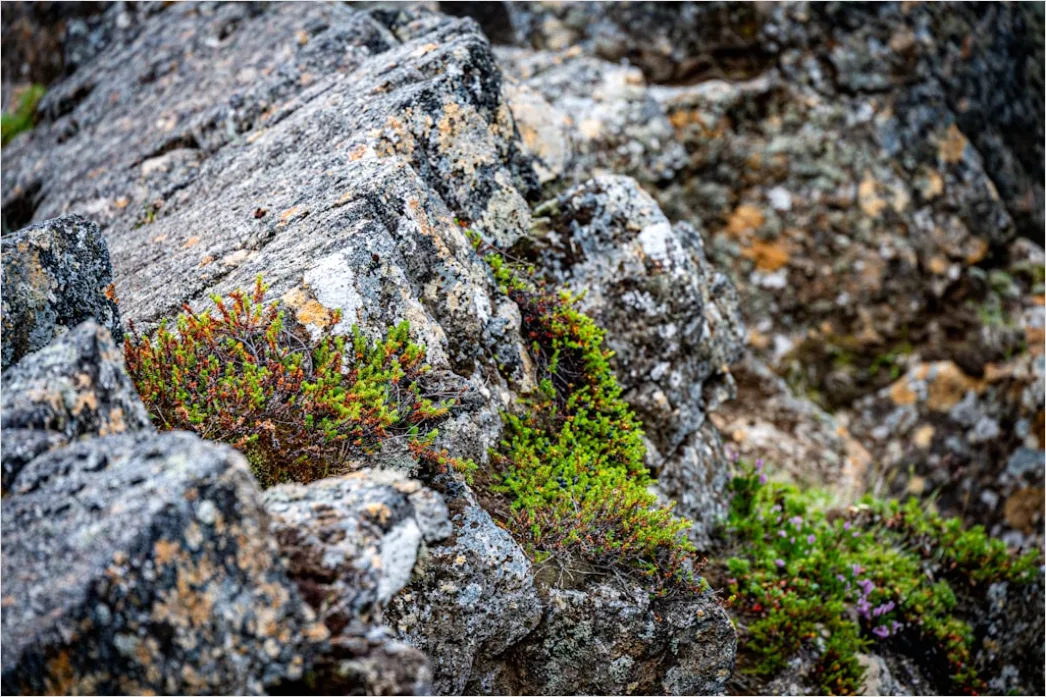 Detail Felsen Moos Makro Nahaufnahme Natur Number 16