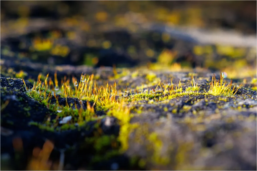 Detail Felsen Moos Makro Nahaufnahme Natur Number 17