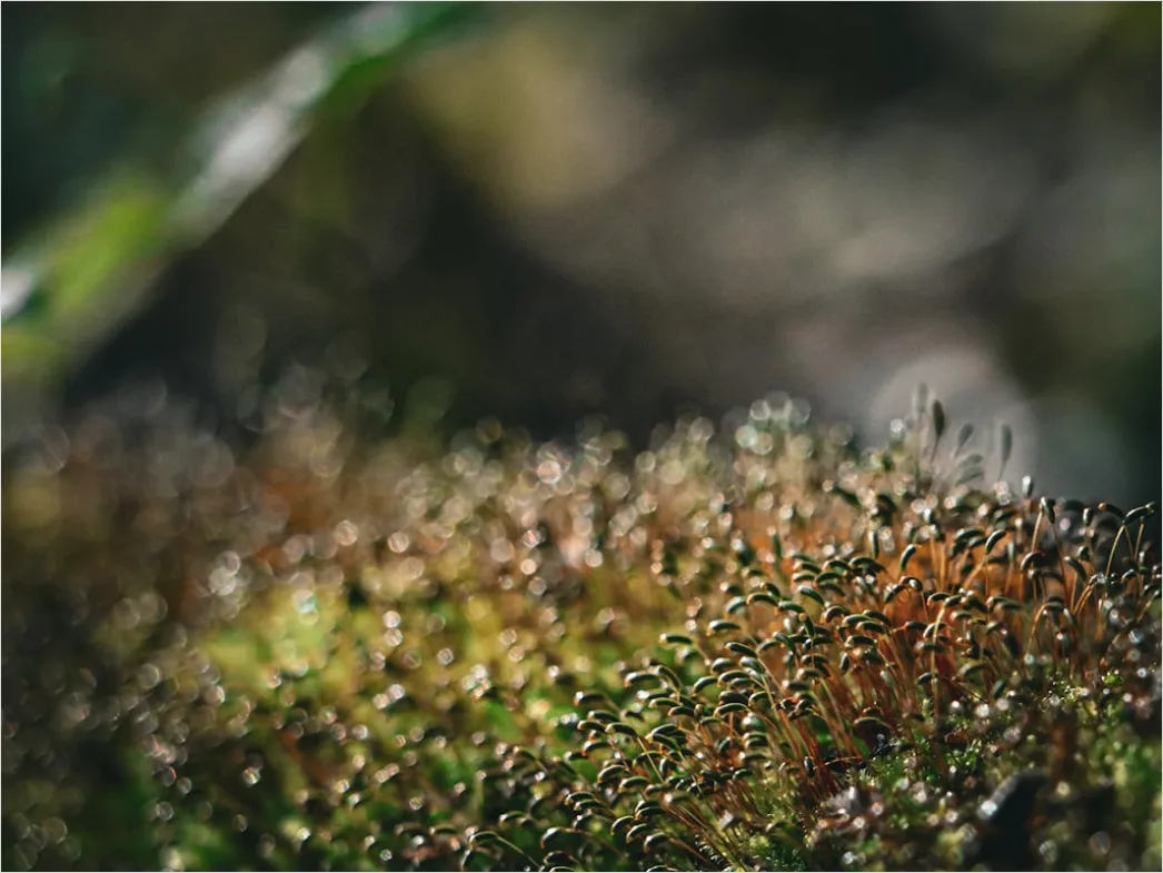 Detail Felsen Moos Makro Nahaufnahme Natur Number 18