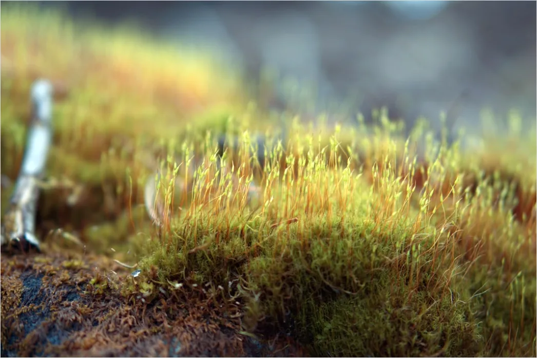 Detail Felsen Moos Makro Nahaufnahme Natur Number 19