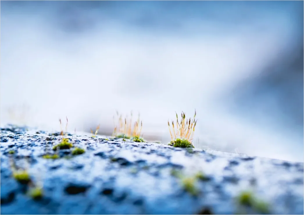 Detail Felsen Moos Makro Nahaufnahme Natur Number 3