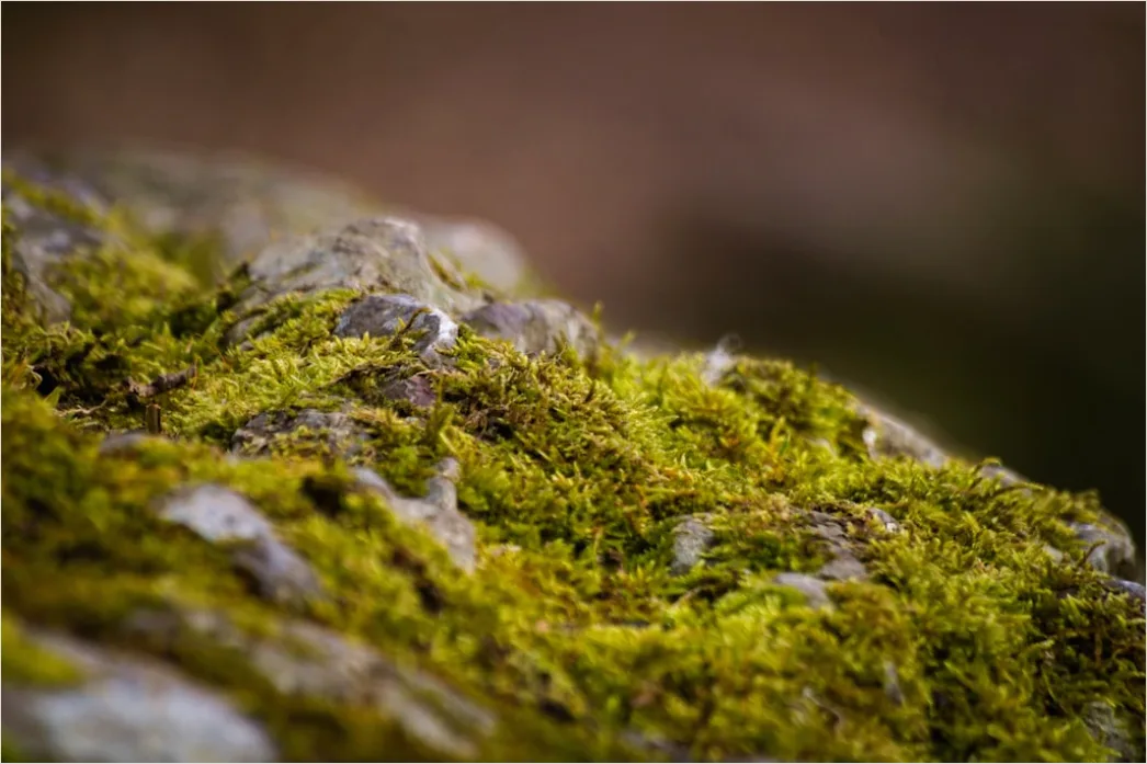 Detail Felsen Moos Makro Nahaufnahme Natur Number 4