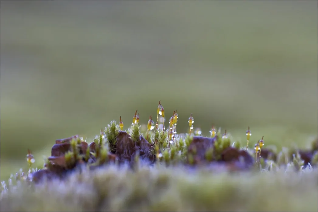 Detail Felsen Moos Makro Nahaufnahme Natur Number 5