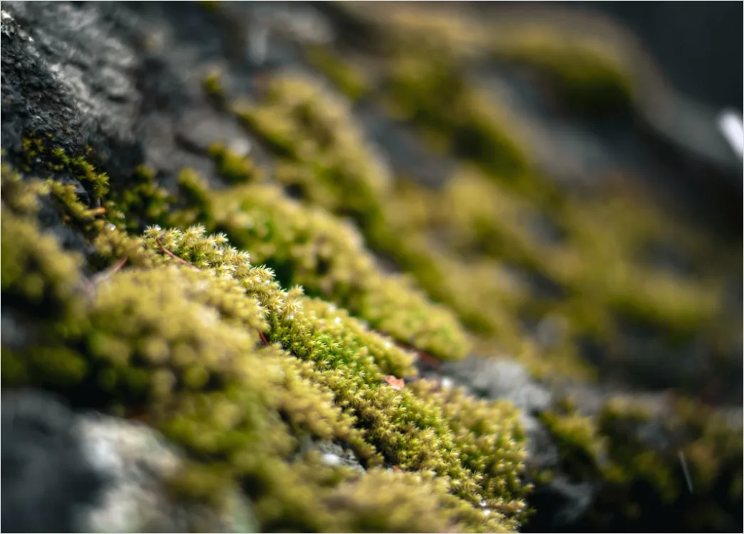 Detail Felsen Moos Makro Nahaufnahme Natur Number 6