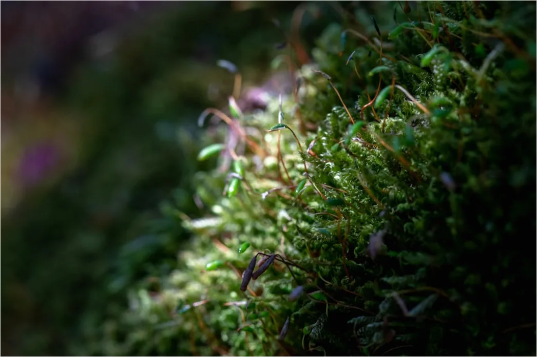Detail Felsen Moos Makro Nahaufnahme Natur Number 7