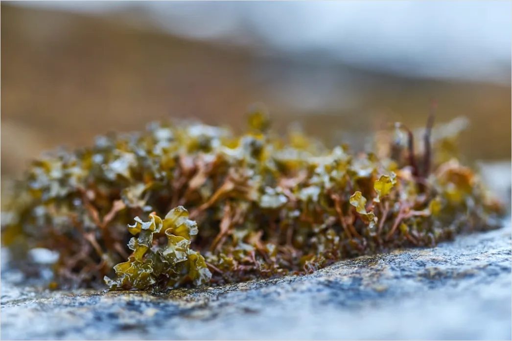 Detail Felsen Moos Makro Nahaufnahme Natur Number 8