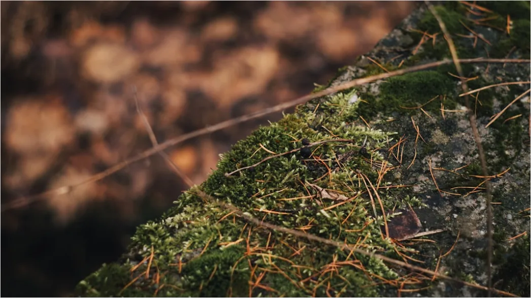 Detail Felsen Moos Makro Nahaufnahme Natur Number 9